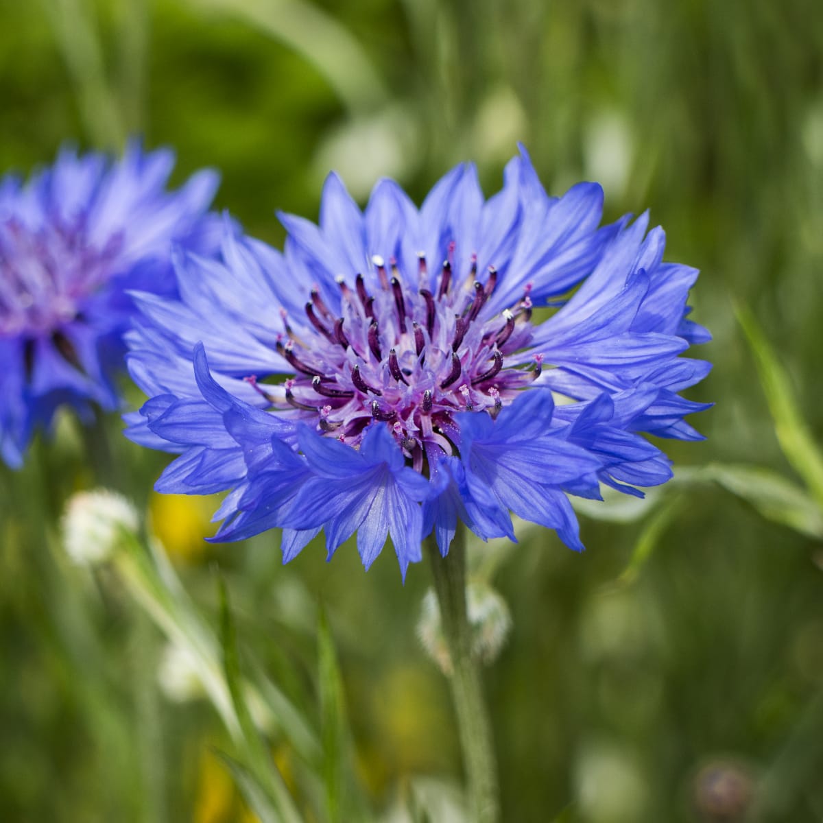 Centaurea (Centaurea scientific name) for planting in garden